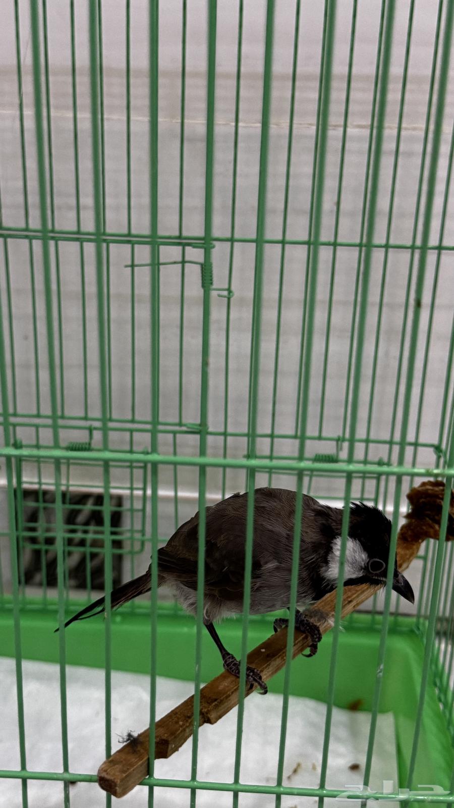 بلابيل للبيع64530135332354113