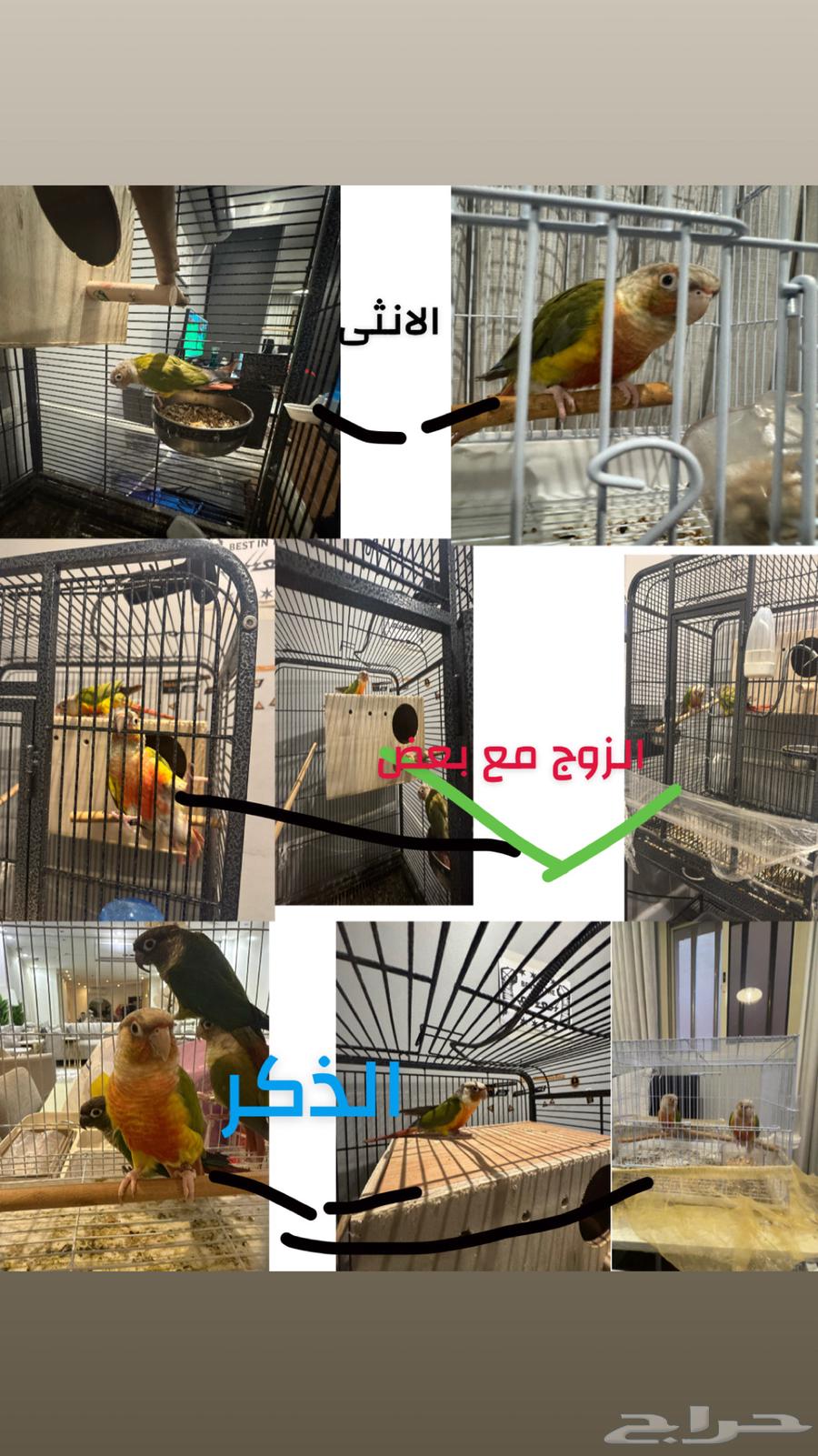 زوج كنيور اناناس رد فاكتوري و دره هولندي لاتينو مباع64439637131394114