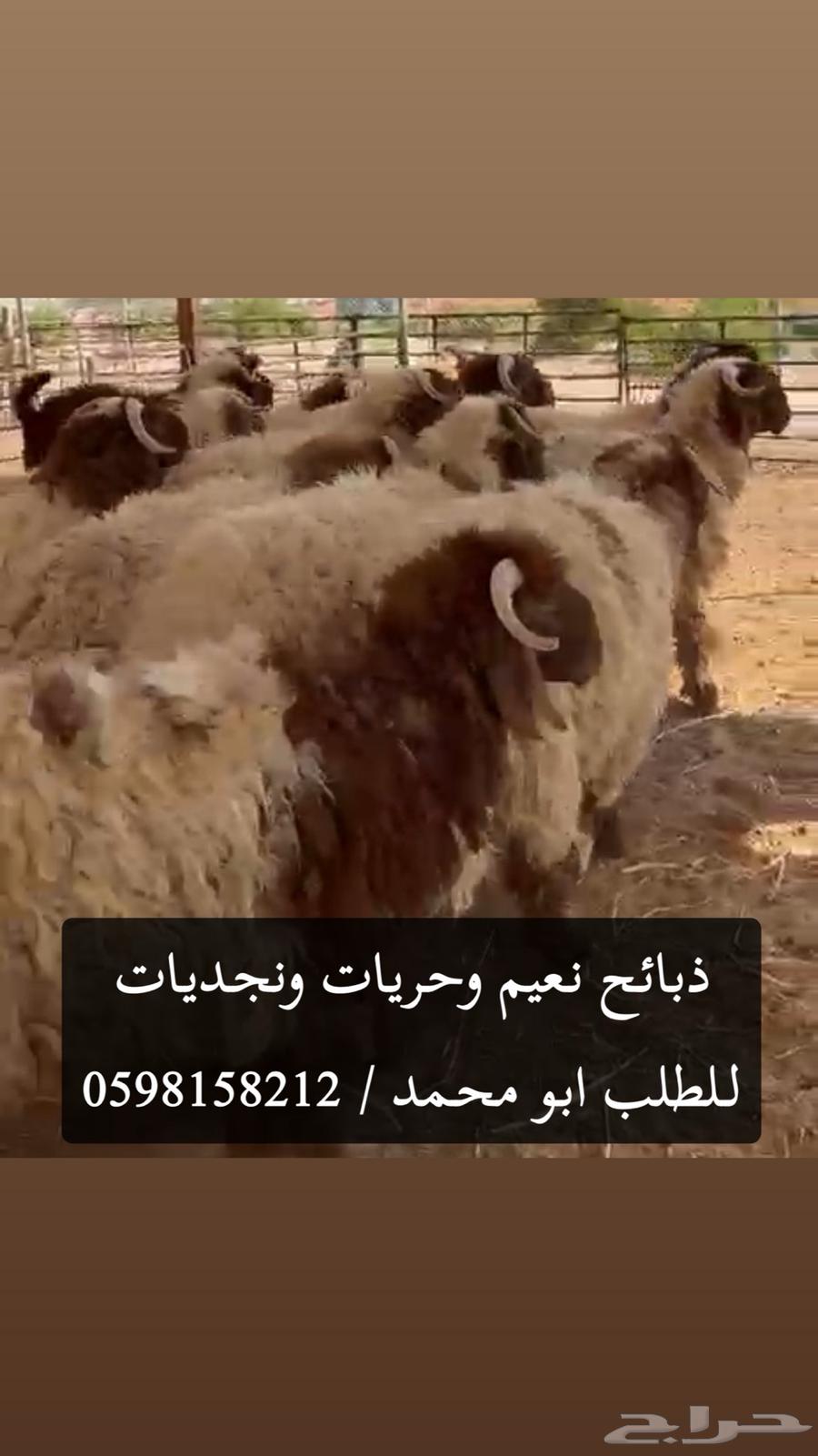 نعيم ونجديات وحريات وتيوس عوارض موقعنا الدمام ويوجد توصيل64530163337729110