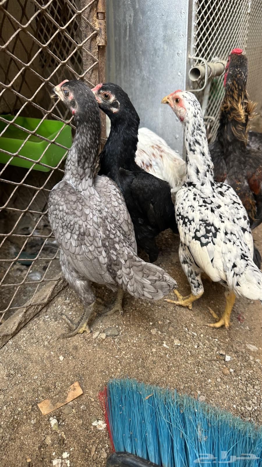 Dwarf Kochamo Couples64531915989762110