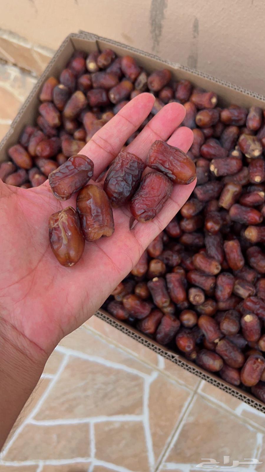 Hello, I'm offering you Barni dates64533133488513111