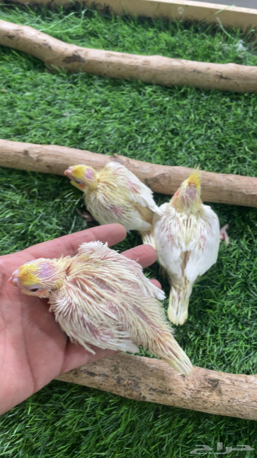 فروخ كروان لاتينو ( تم البيع )64532579314306113