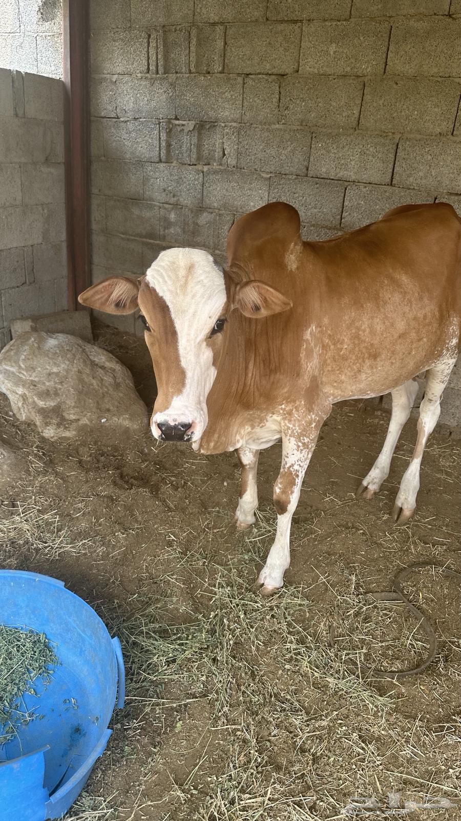 تبيع للبيع64530008924419110