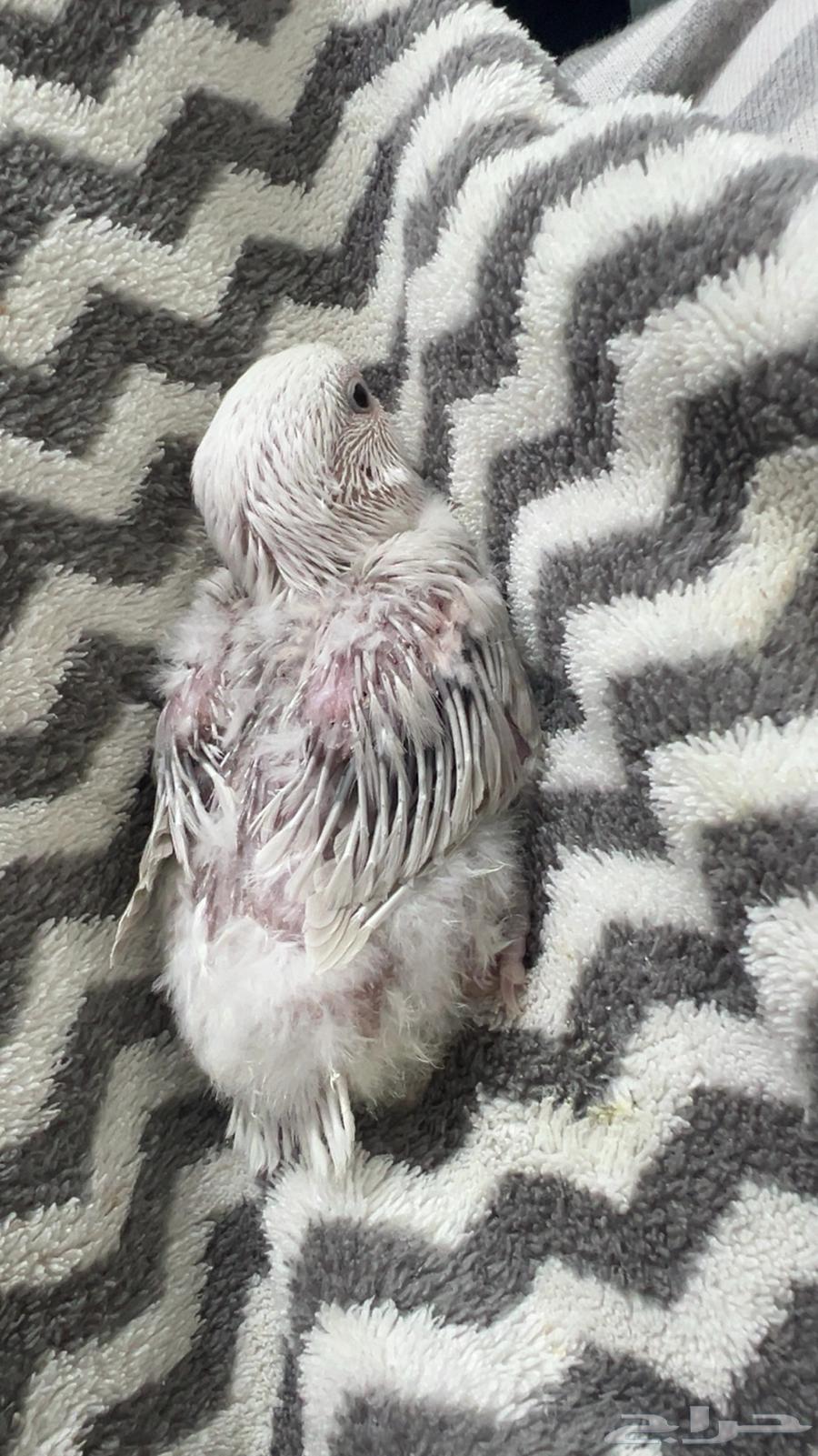 فروخ روز للبيع64530684322819114