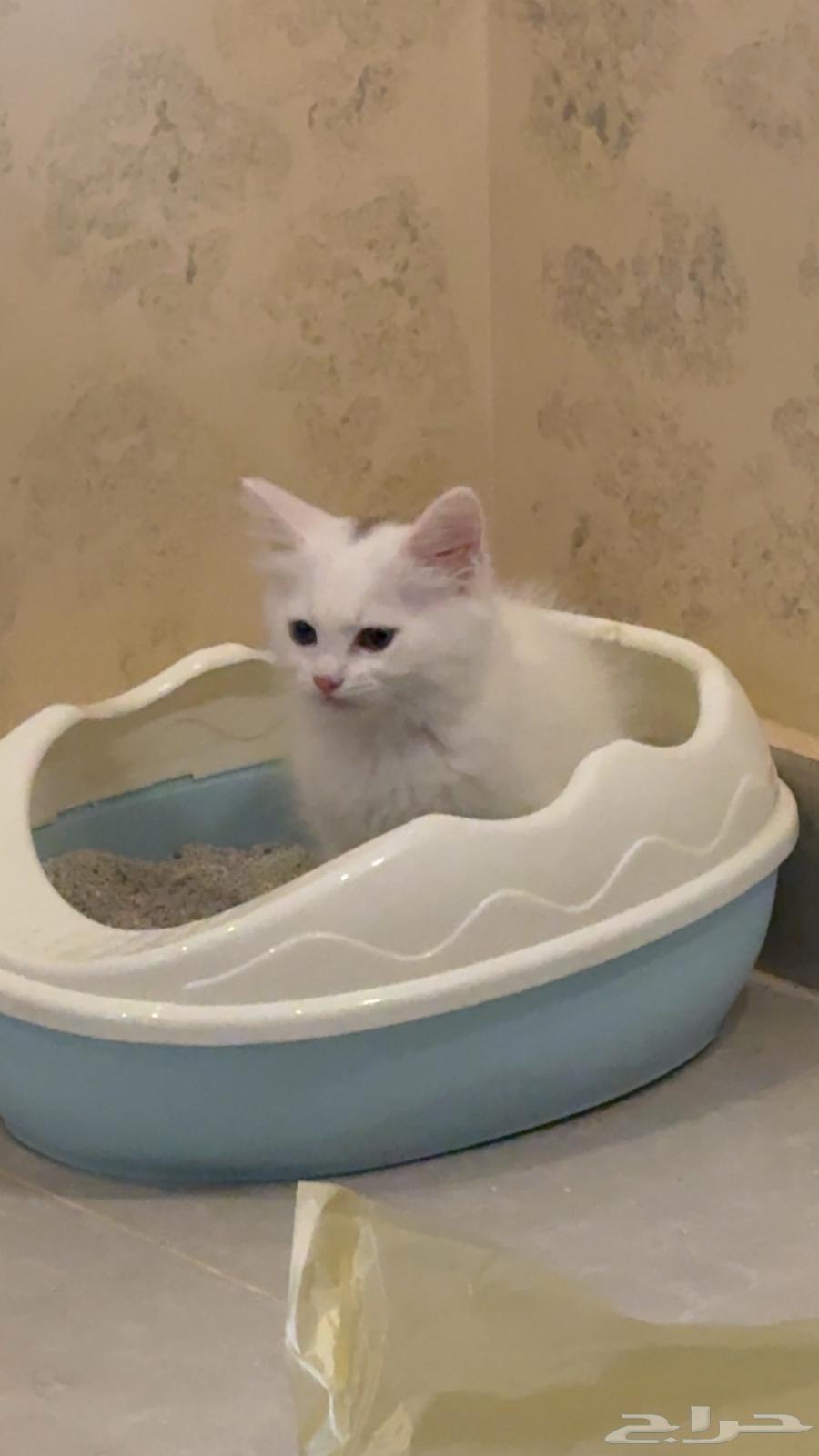 Shirazi cat, clean and playful, everything included for adoption64530064874243113