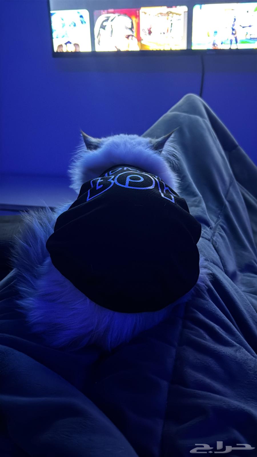 قطوه النوع شرازي للبيع حدي فيها 10064528907451139110