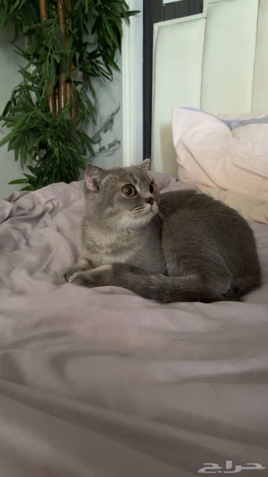 قطوه سكوتش للبيع64530289891457111