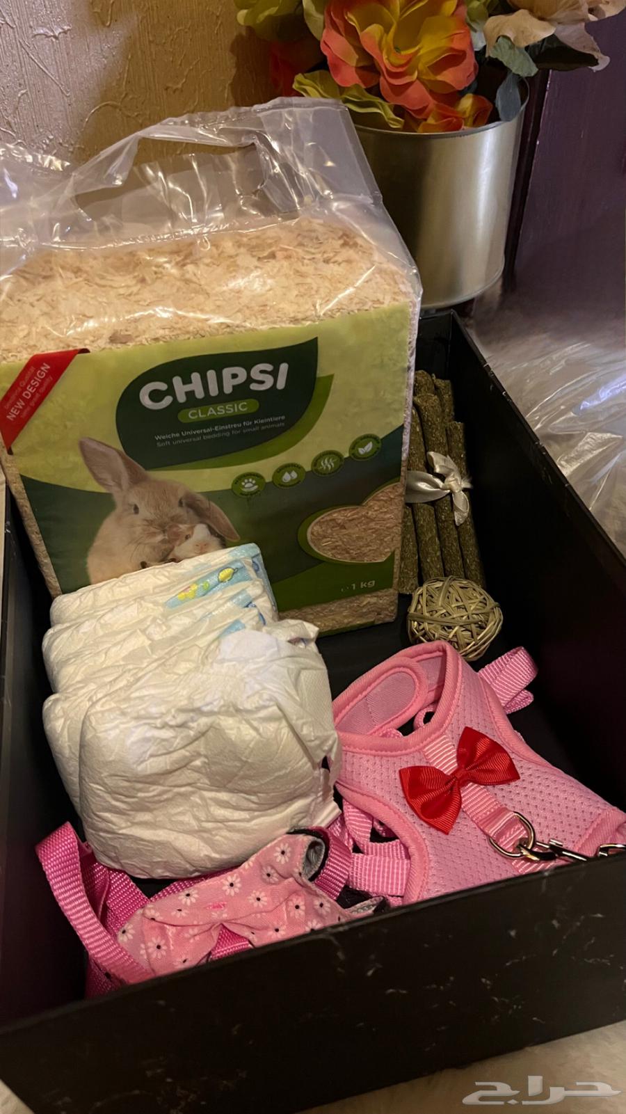أرنب أليف صغير مع كامل مستلزماته64530599950465111