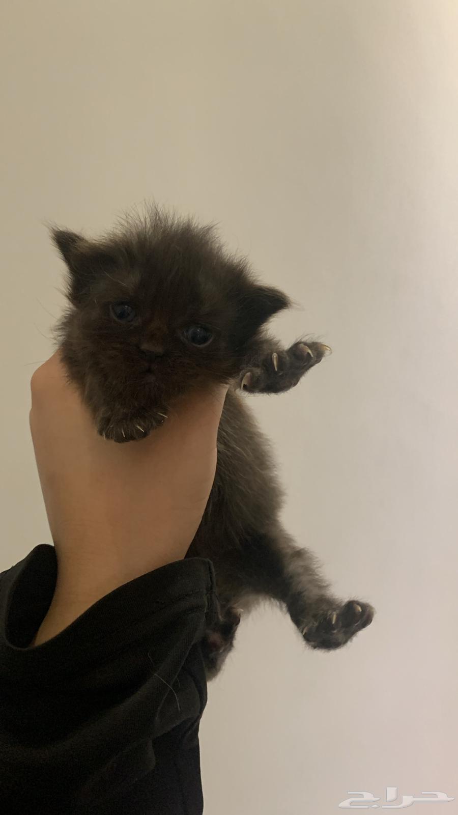 Cats64533450971138111