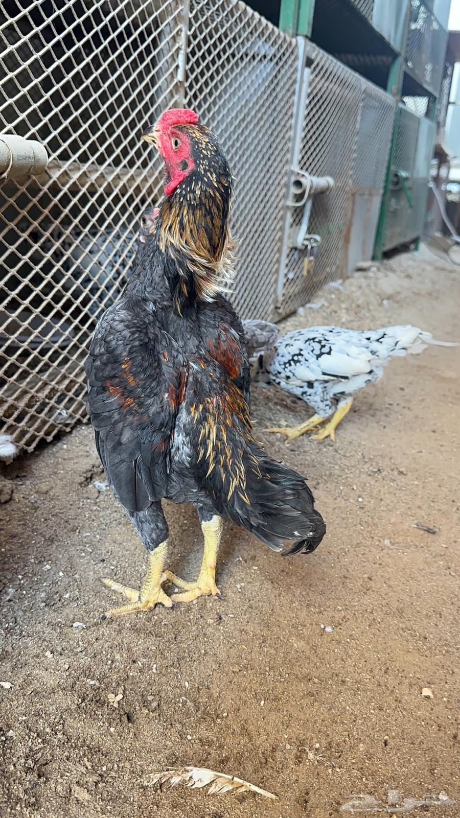 Dwarf Kochamo Couples64531915989762112