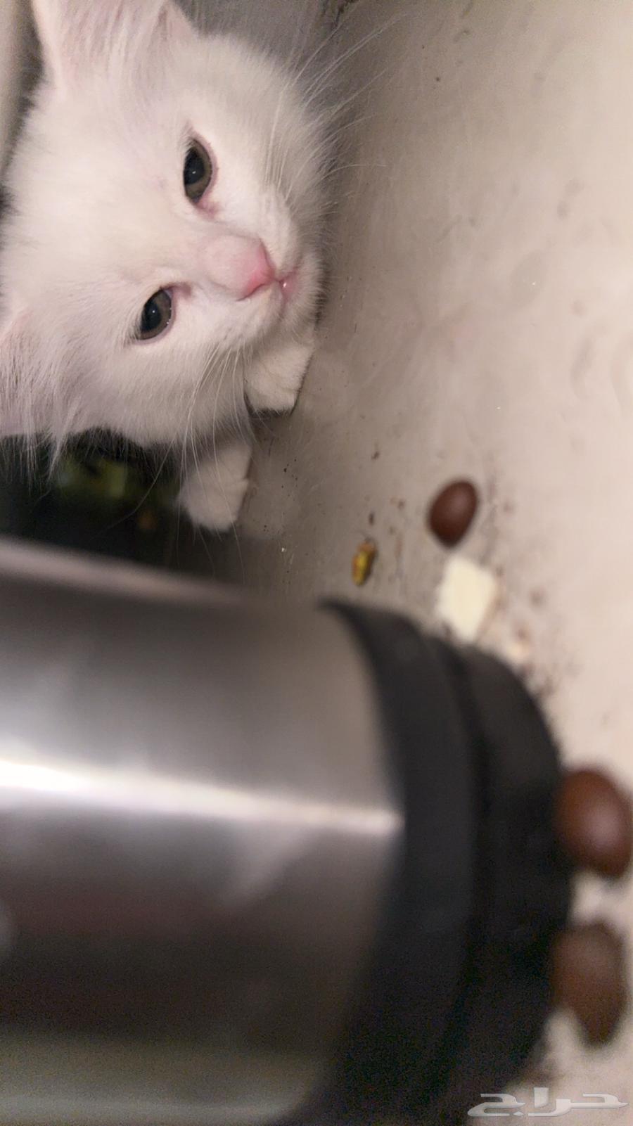 Shirazi cat, clean and playful, everything included for adoption64530064874243112