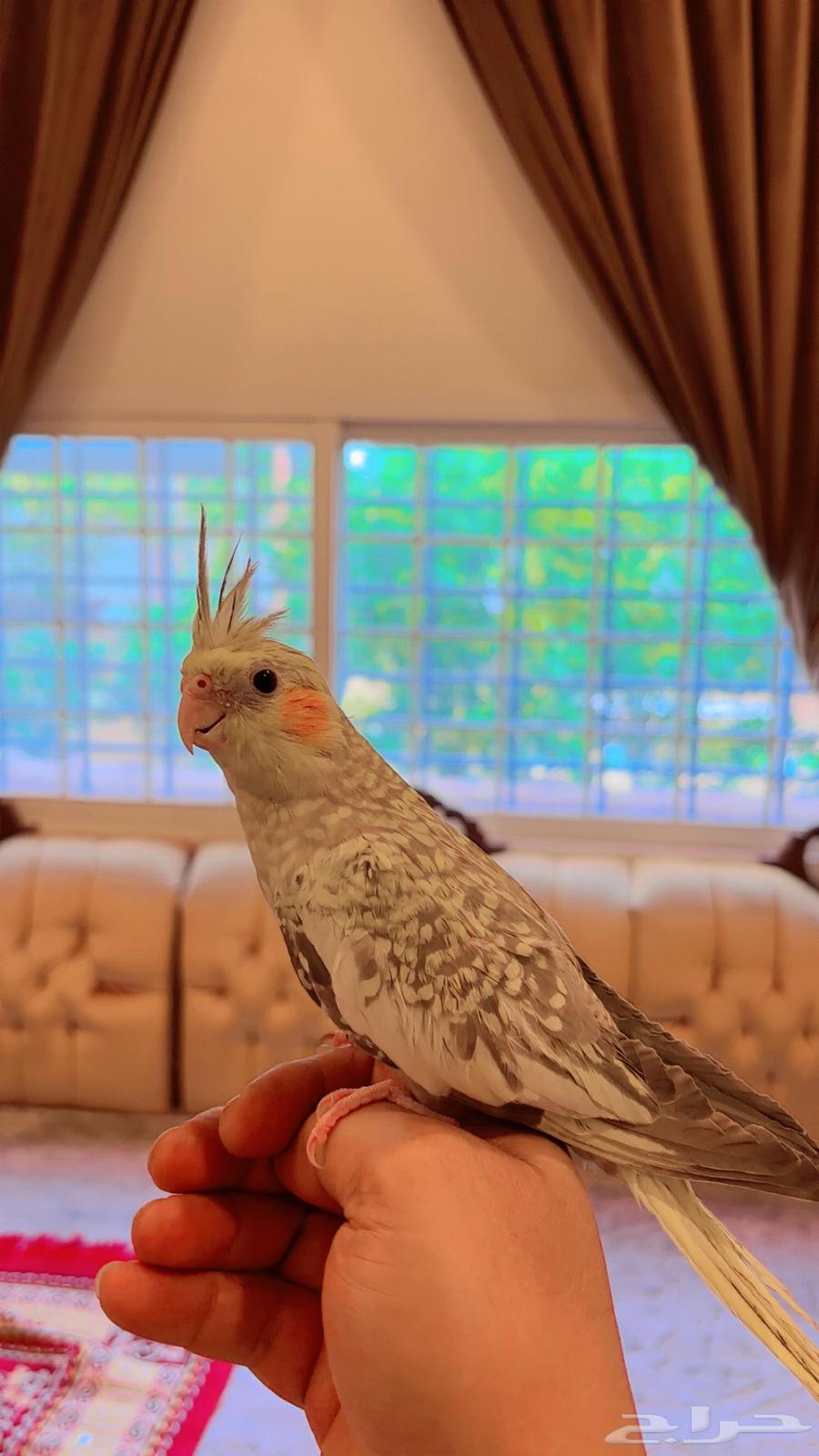 Krran, 4 months old64531603491459111