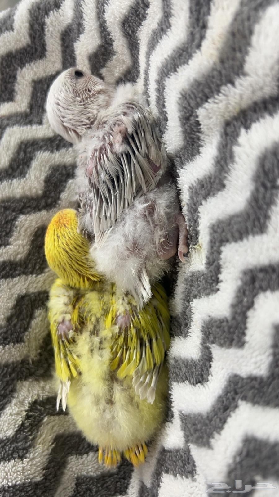 فروخ روز للبيع64530684322819110