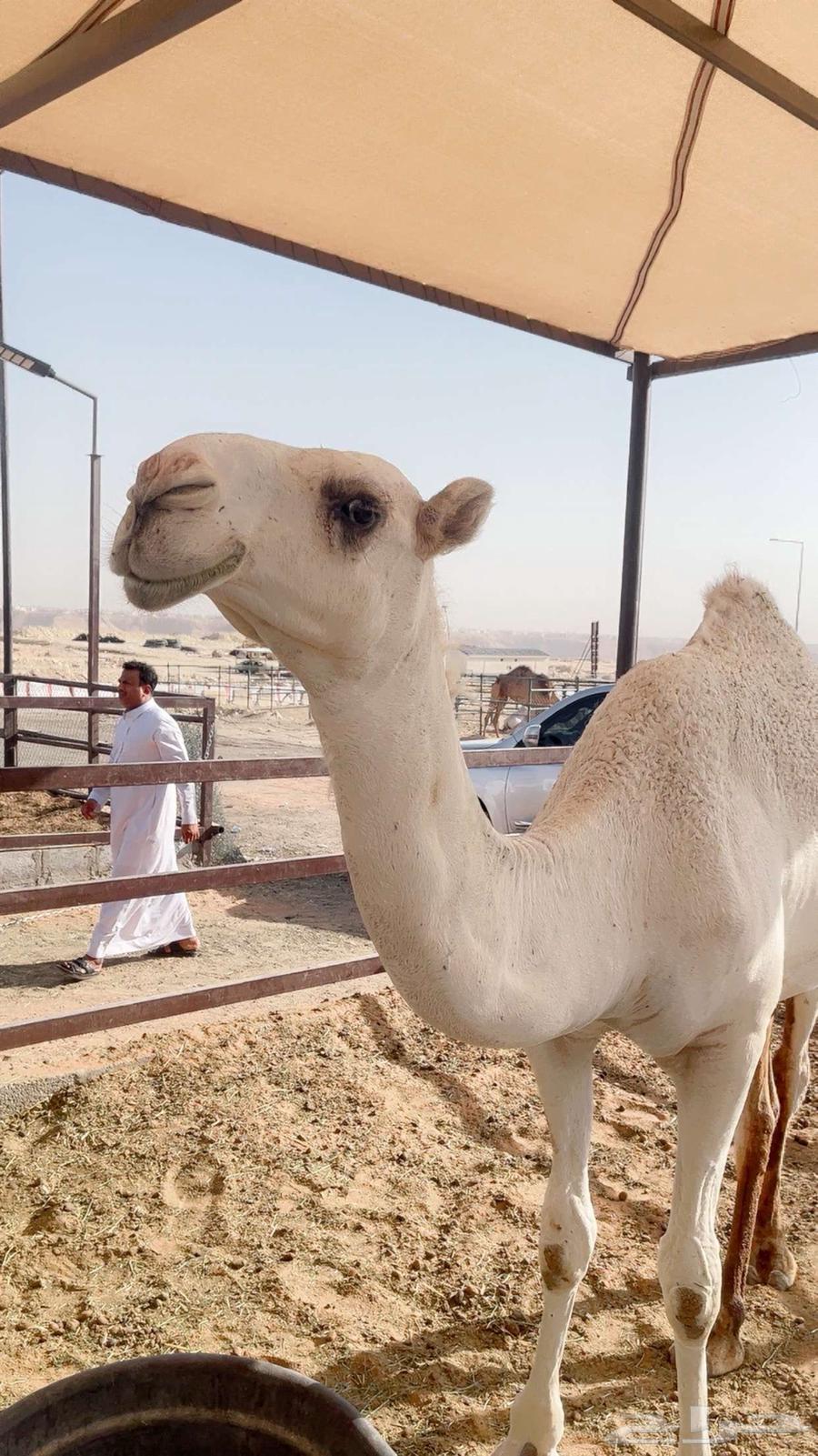 سلام عليكم اعرض لكم بكره وضحى مقنوي64528637437057110