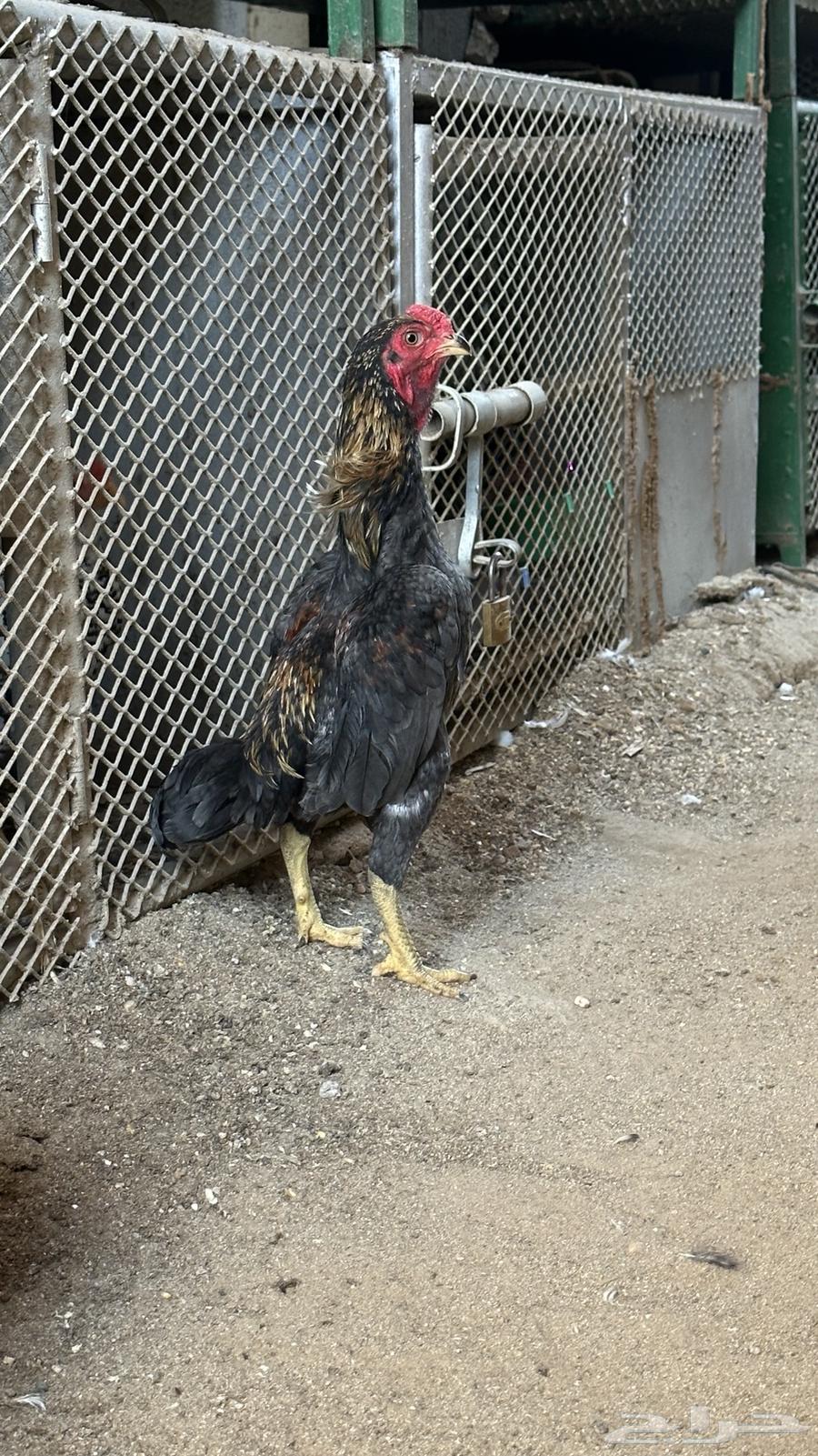 Dwarf Kochamo Couples64531915989762114