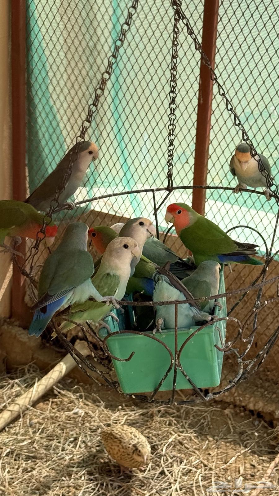 Daily Pairs64532719488771110