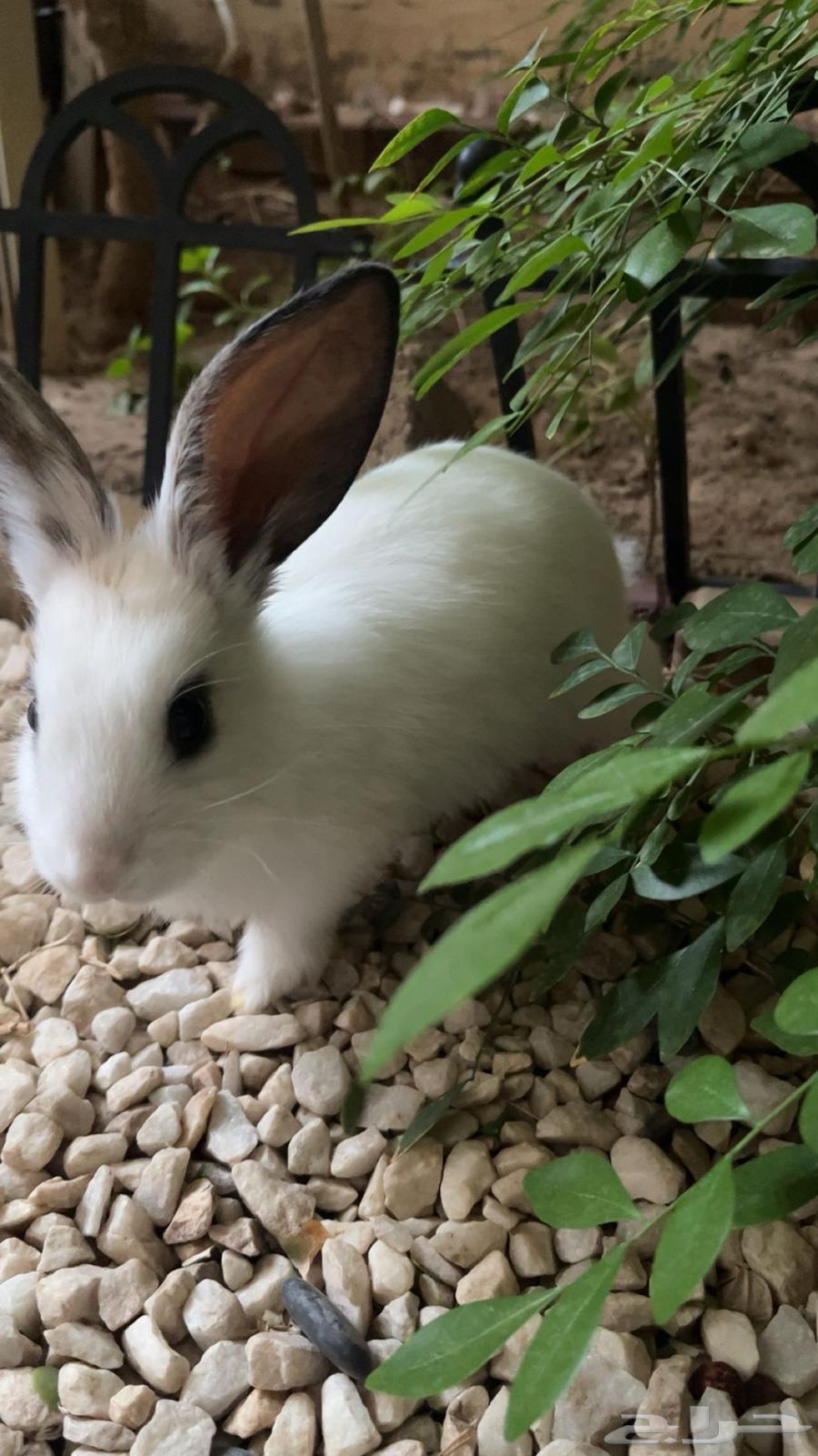 أرنب أليف صغير مع كامل مستلزماته64530599950465110