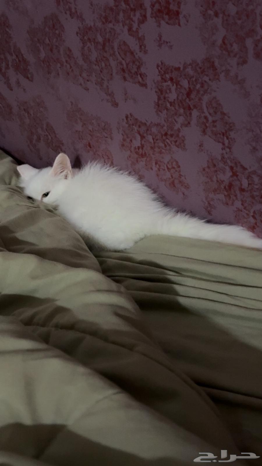 Shirazi cat, clean and playful, everything included for adoption64530064874243110