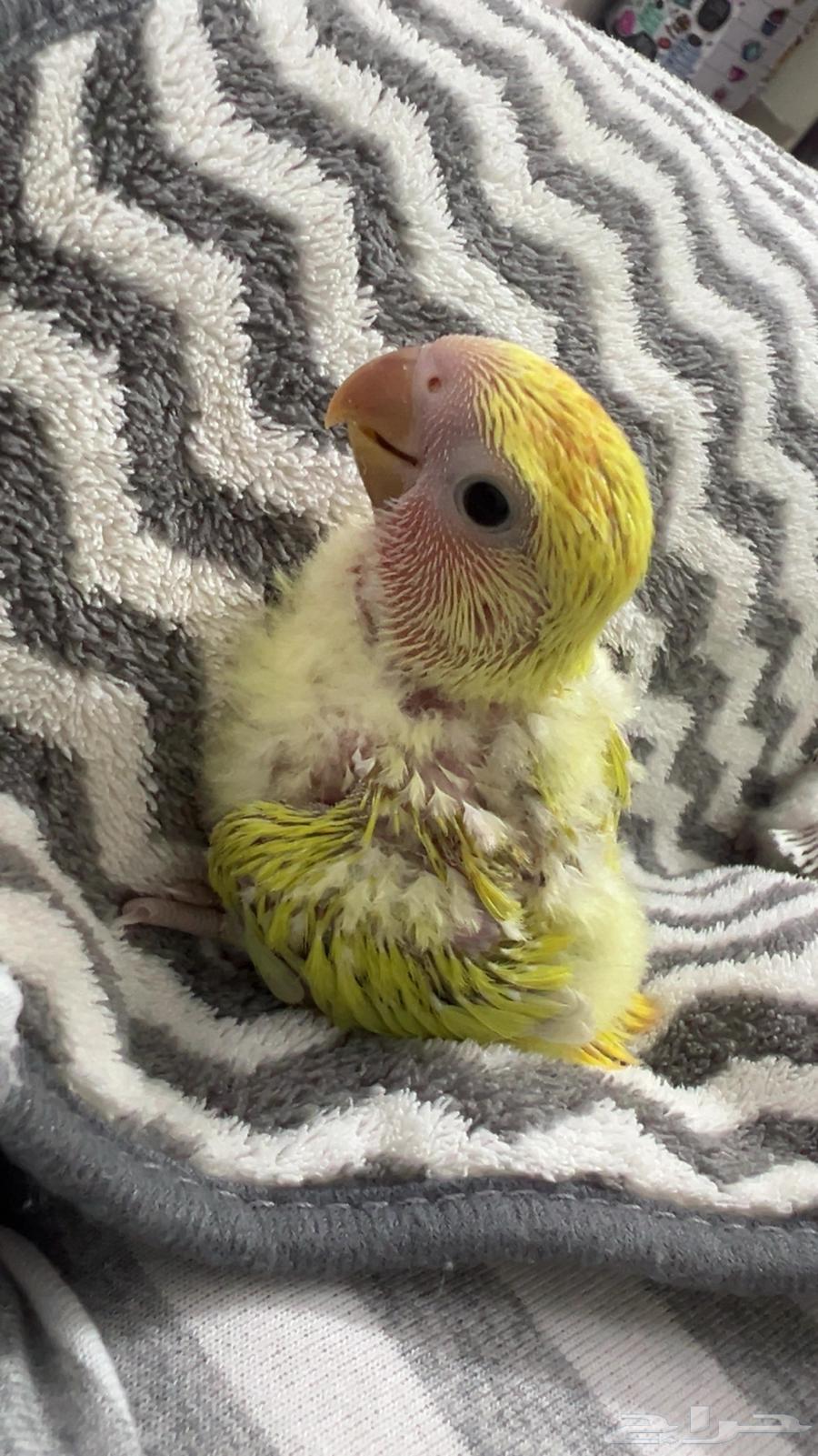 فروخ روز للبيع64530684322819113