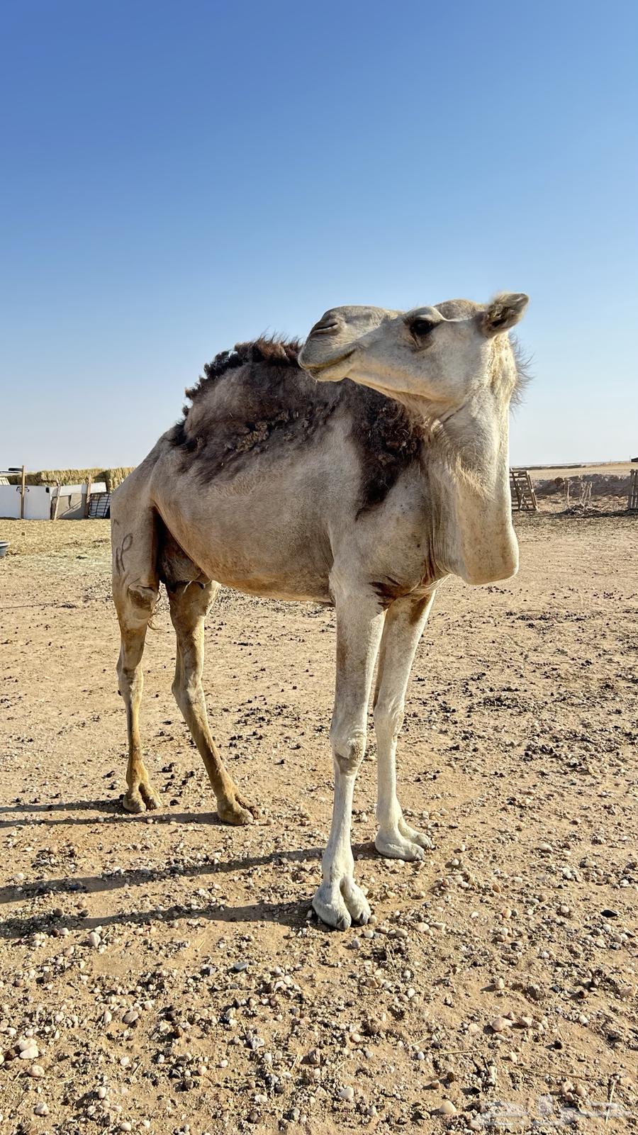 للبيع ناقه ضروبه64529490611971110