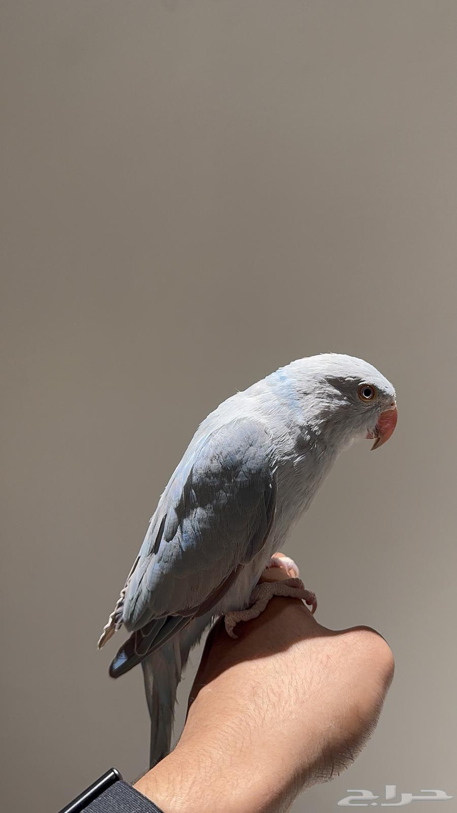 Farakh Durra Dailot available in installments64533634602627111