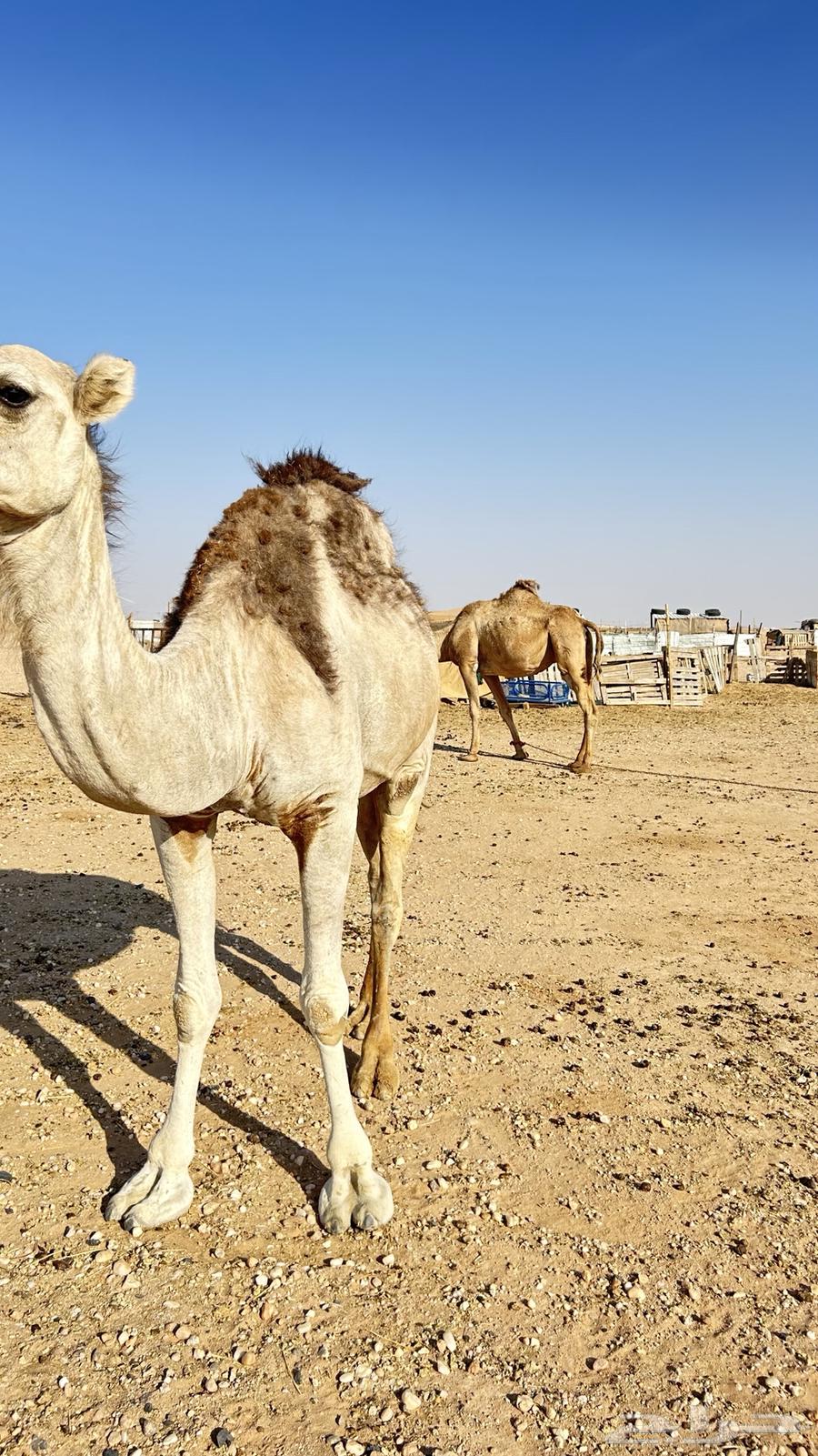 للبيع ناقه ضروبه64529490611971112