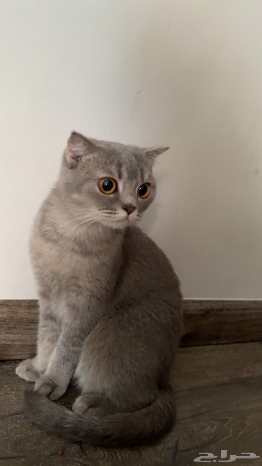 قطوه سكوتش للبيع64530289891457112