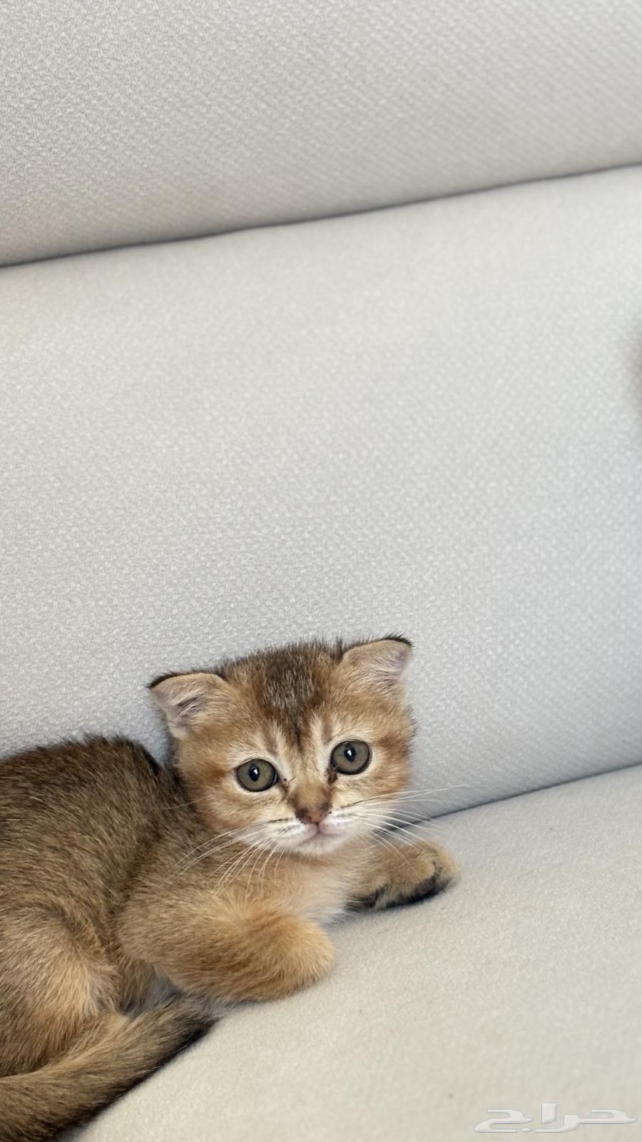 كتنز للبيع قطط صغيره سكوتش السعر عرض الويكند64533133506306114