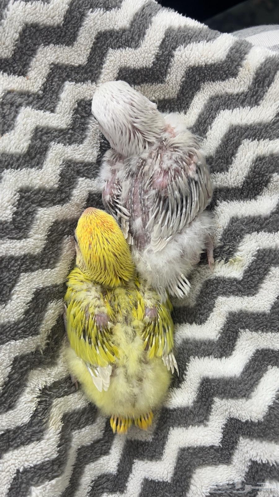 فروخ روز للبيع64530684322819112