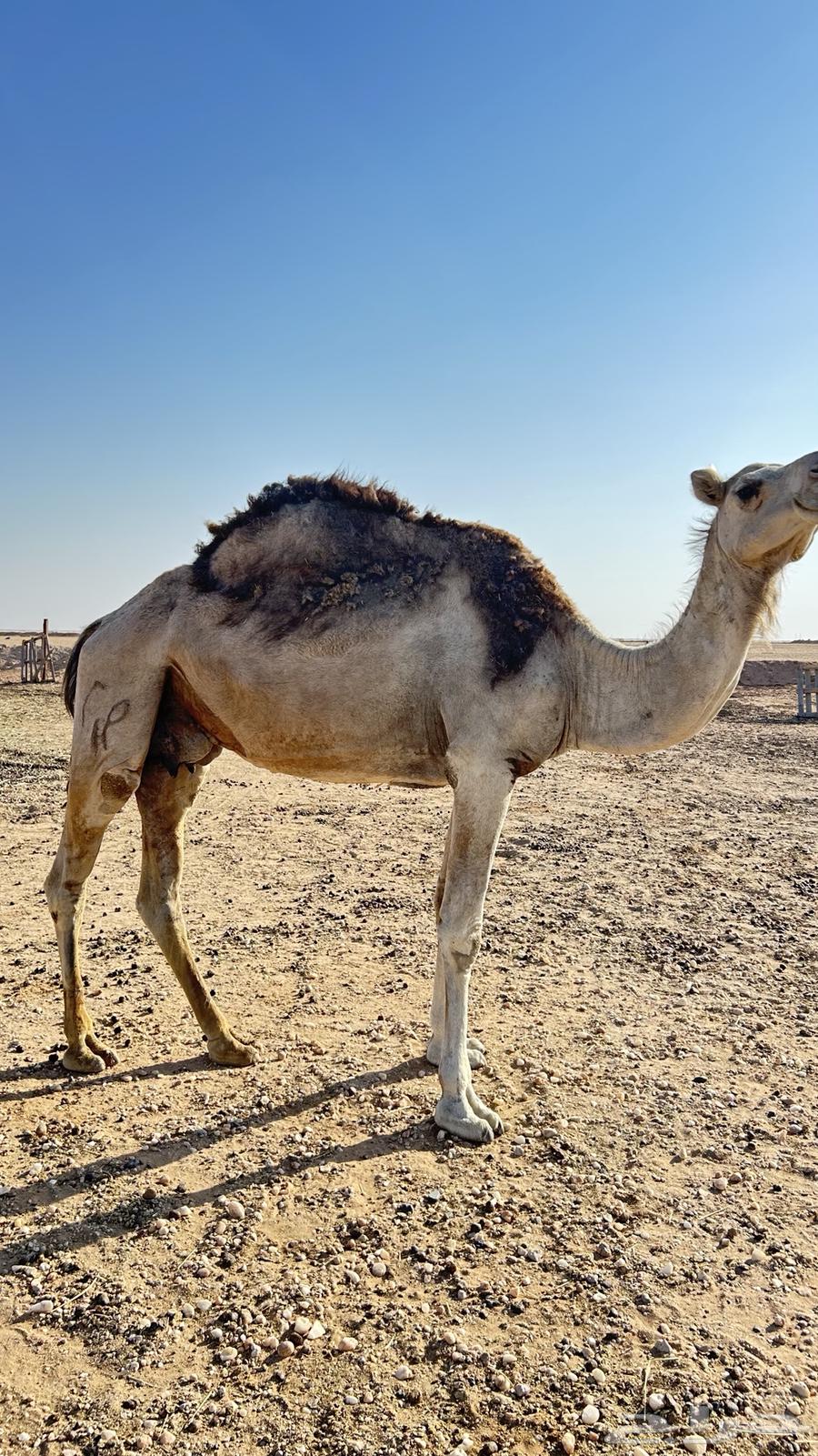 للبيع ناقه ضروبه64529490611971111