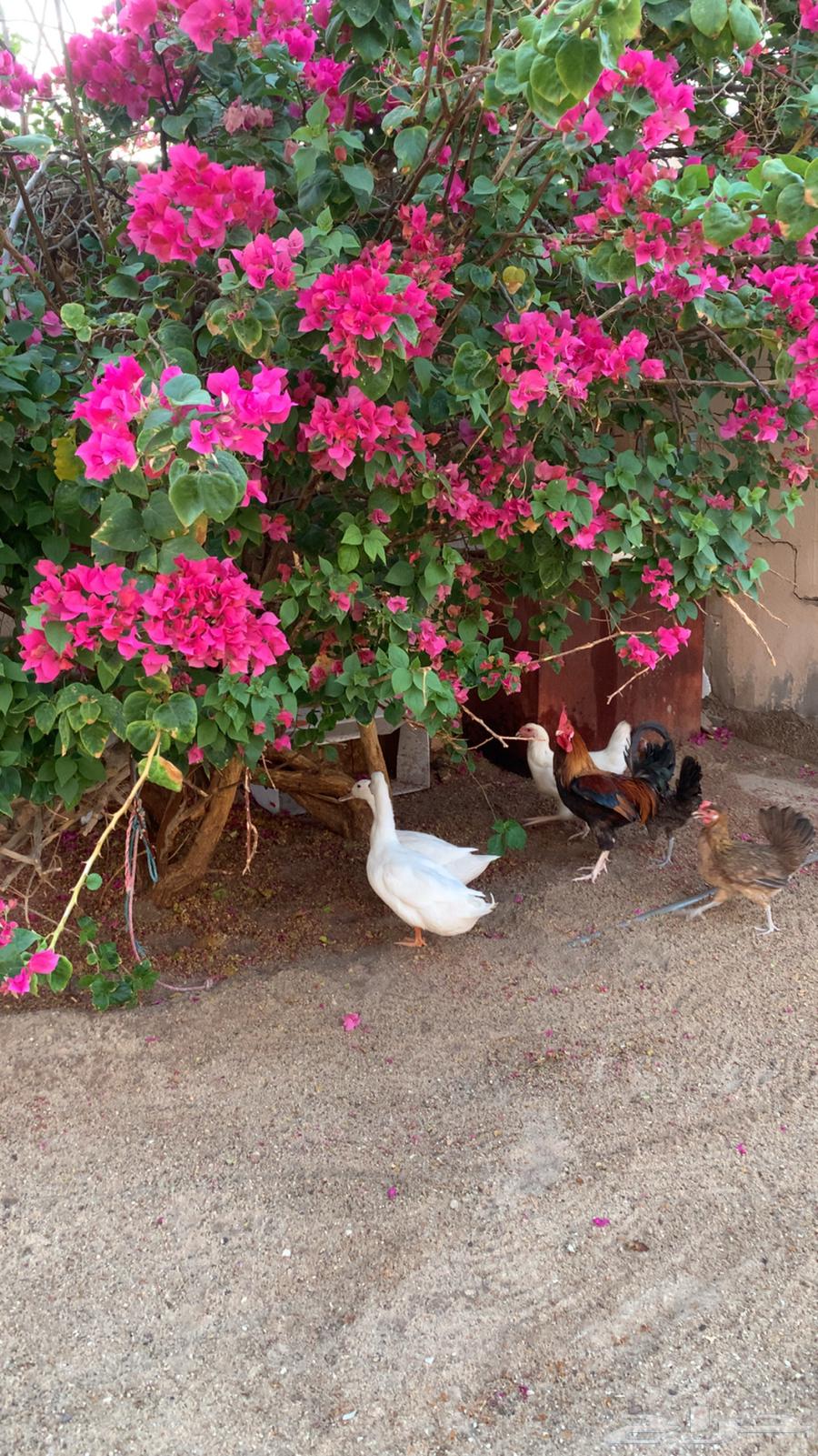 بط للبيع64532184472066110