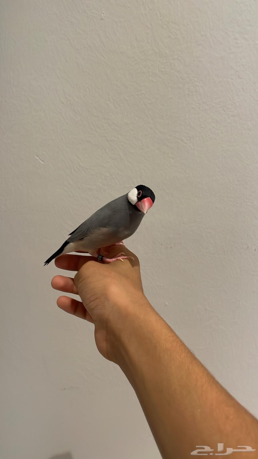 جاوا اليف64530008972163111