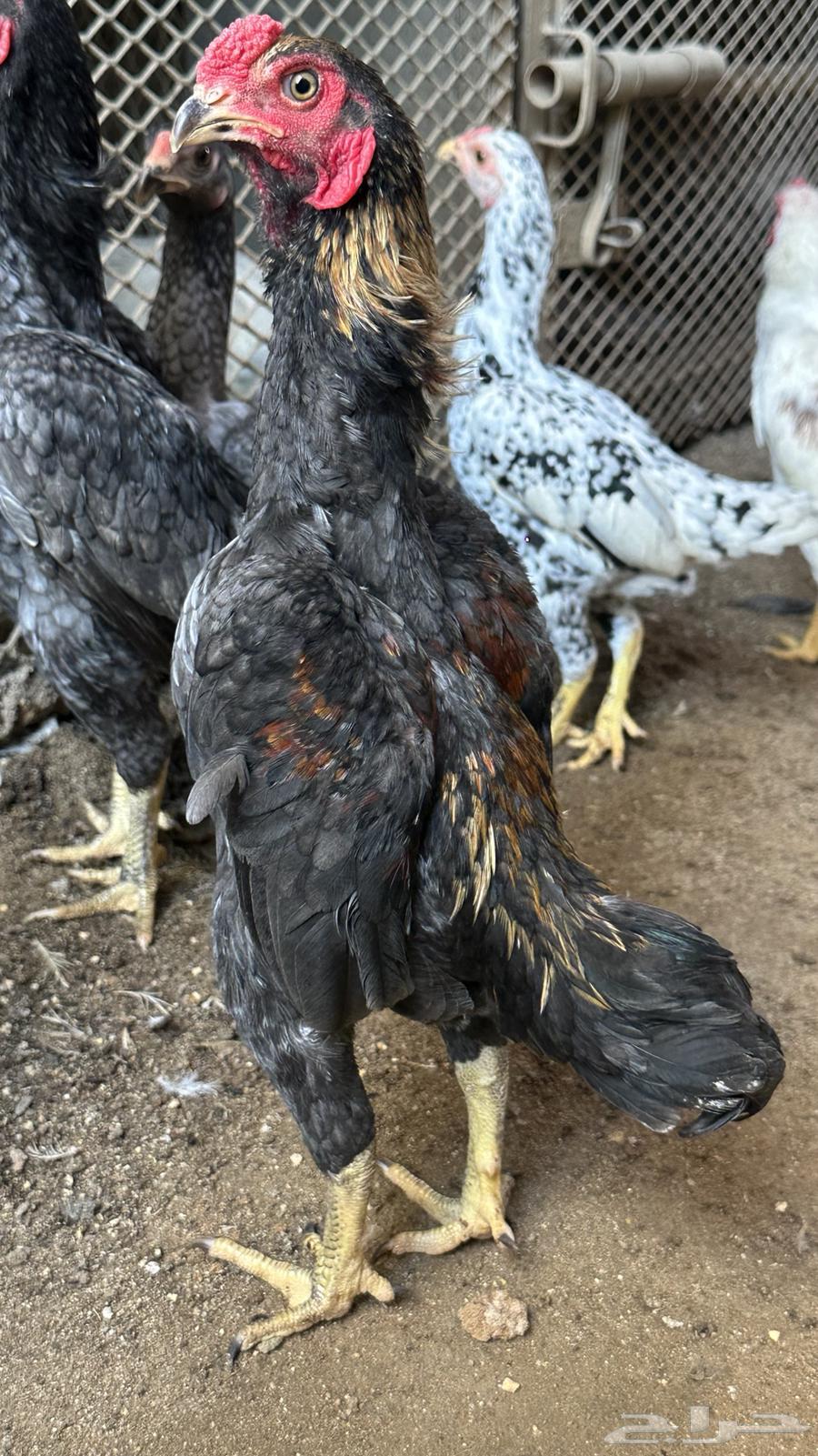 Dwarf Kochamo Couples64531915989762111