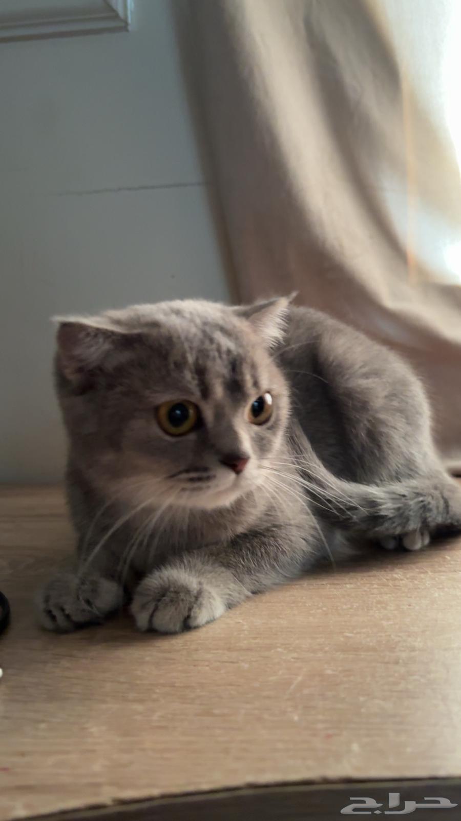 قطوه سكوتش للبيع64530289891457114