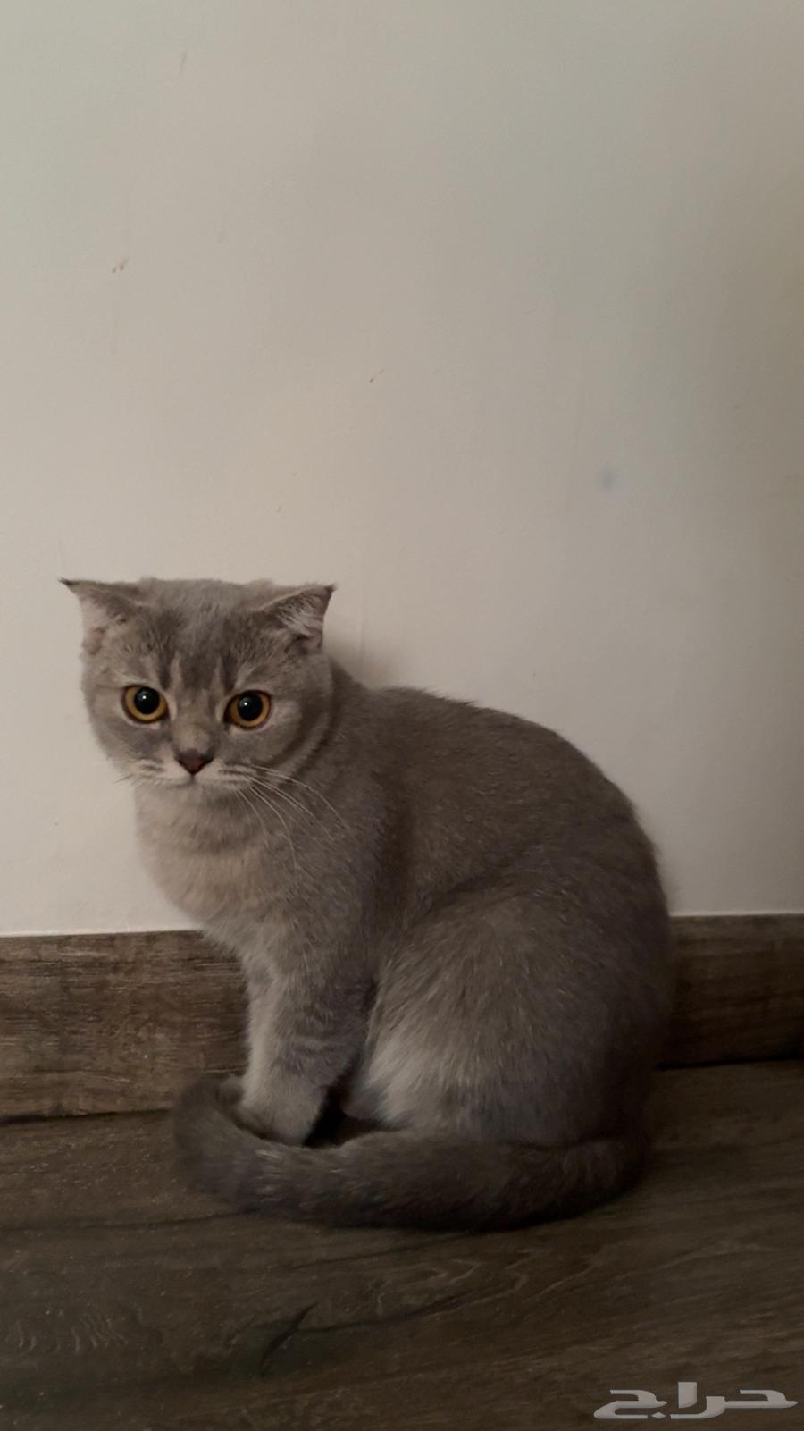 قطوه سكوتش للبيع64530289891457110