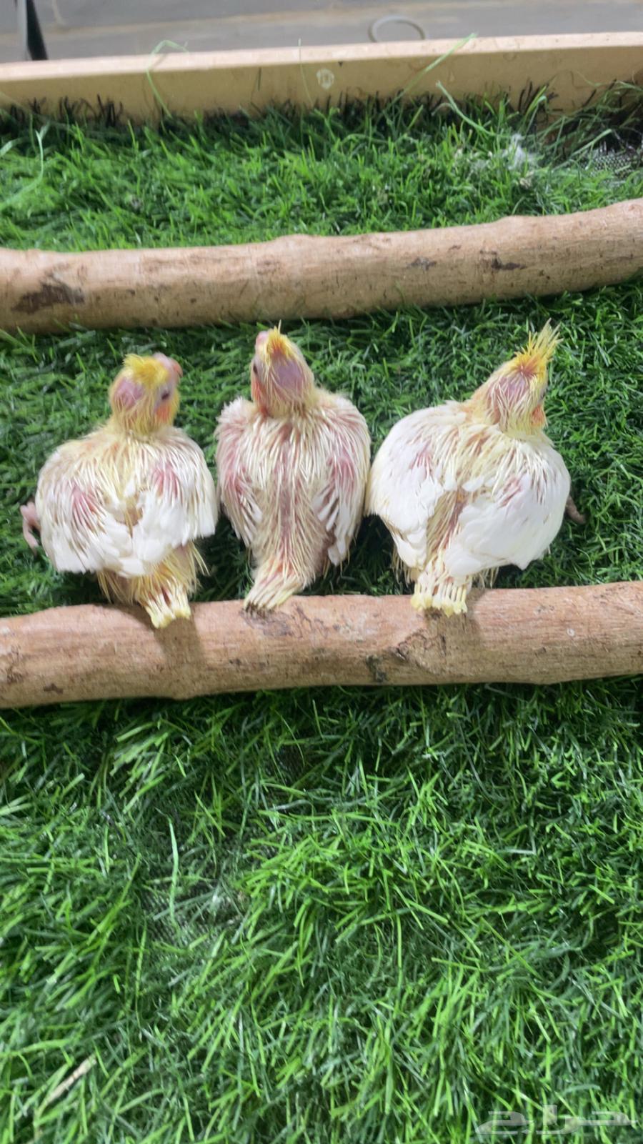 فروخ كروان لاتينو ( تم البيع )64532579314306114