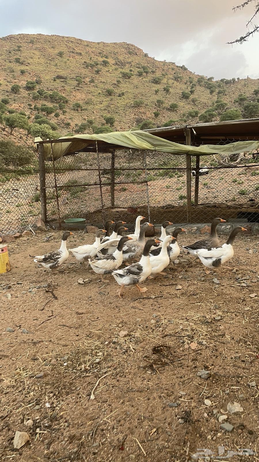 وز للبيع64532325670659110