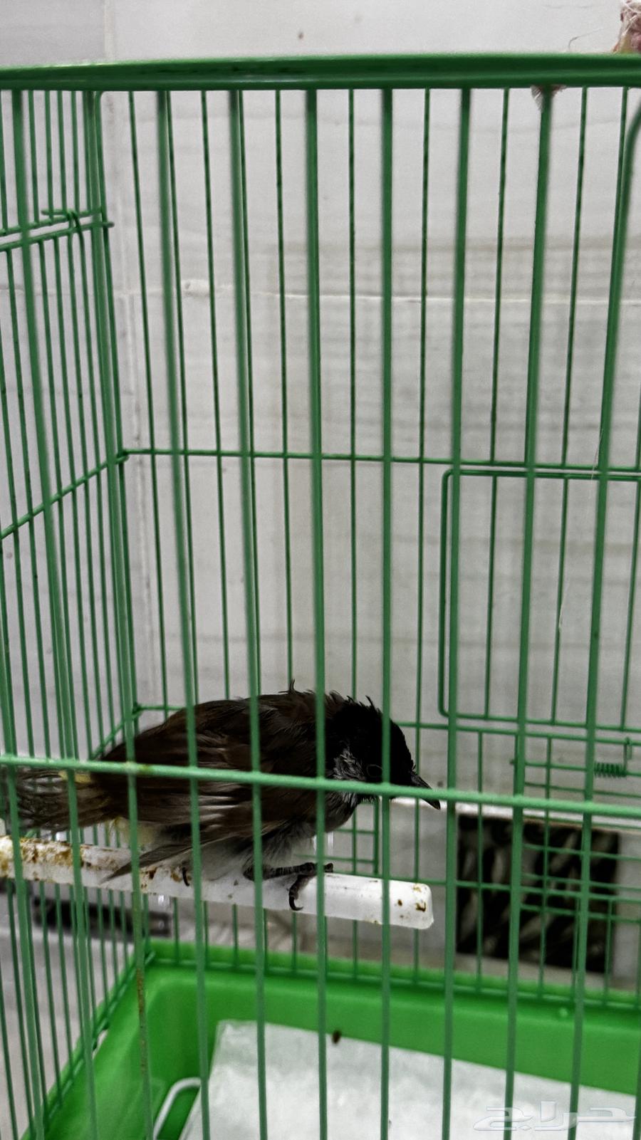 بلابيل للبيع64530135332354112