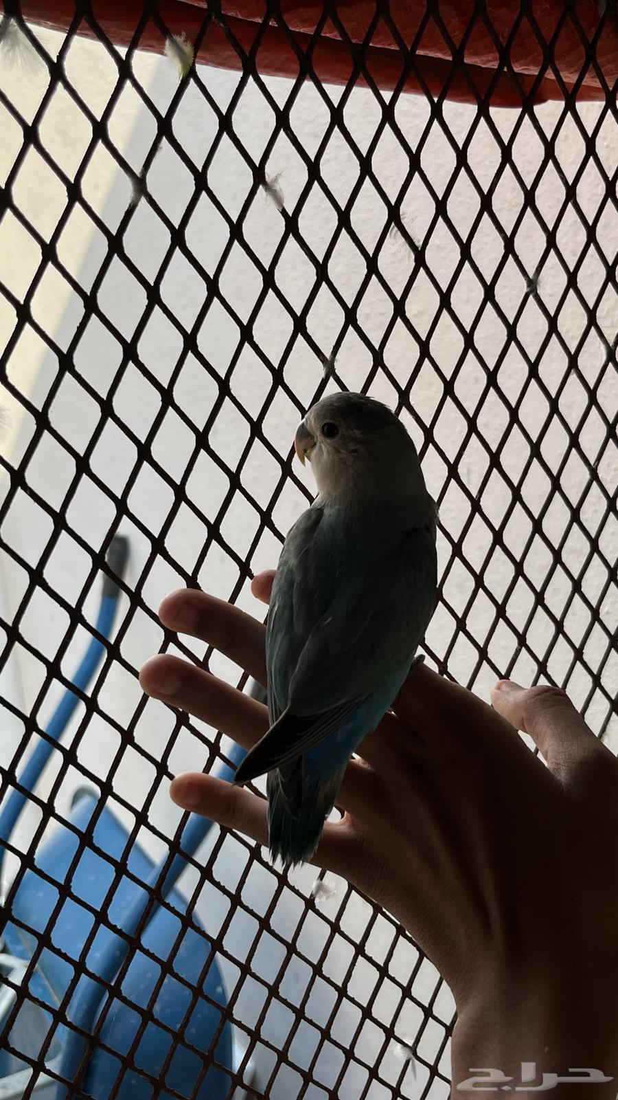 روز اليف تم البيع64531421146115112