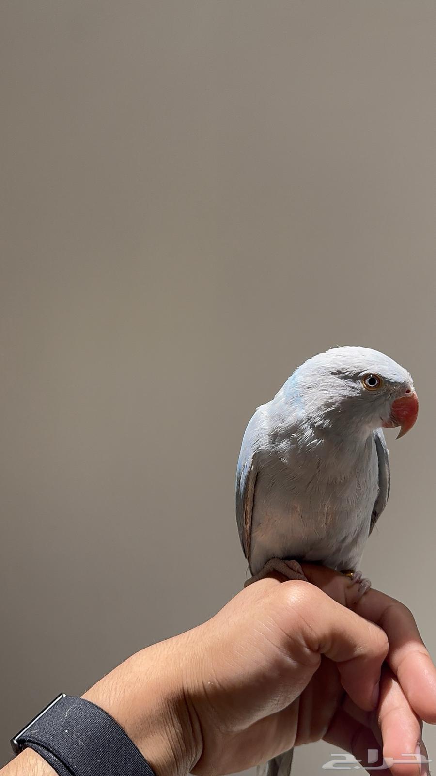 Farakh Durra Dailot available in installments64533634602627110