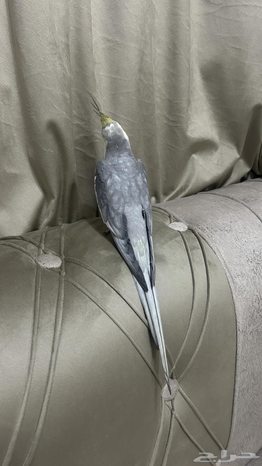 كروان اليف متكلم و مغرد64531617659907113