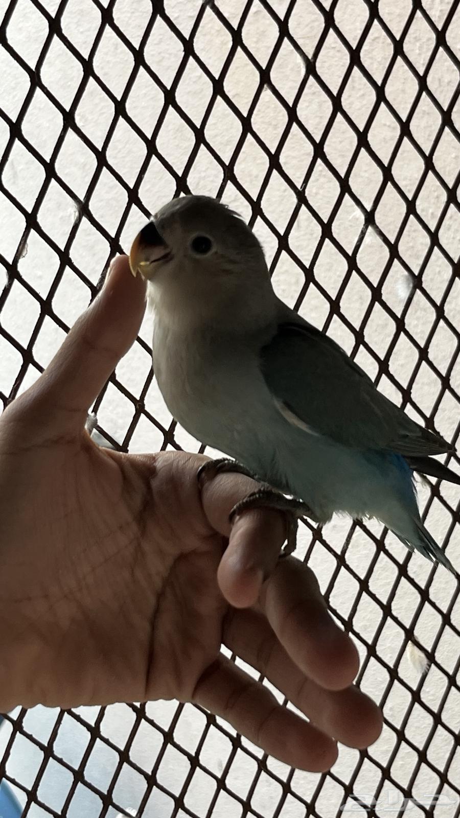 روز اليف تم البيع64531421146115110