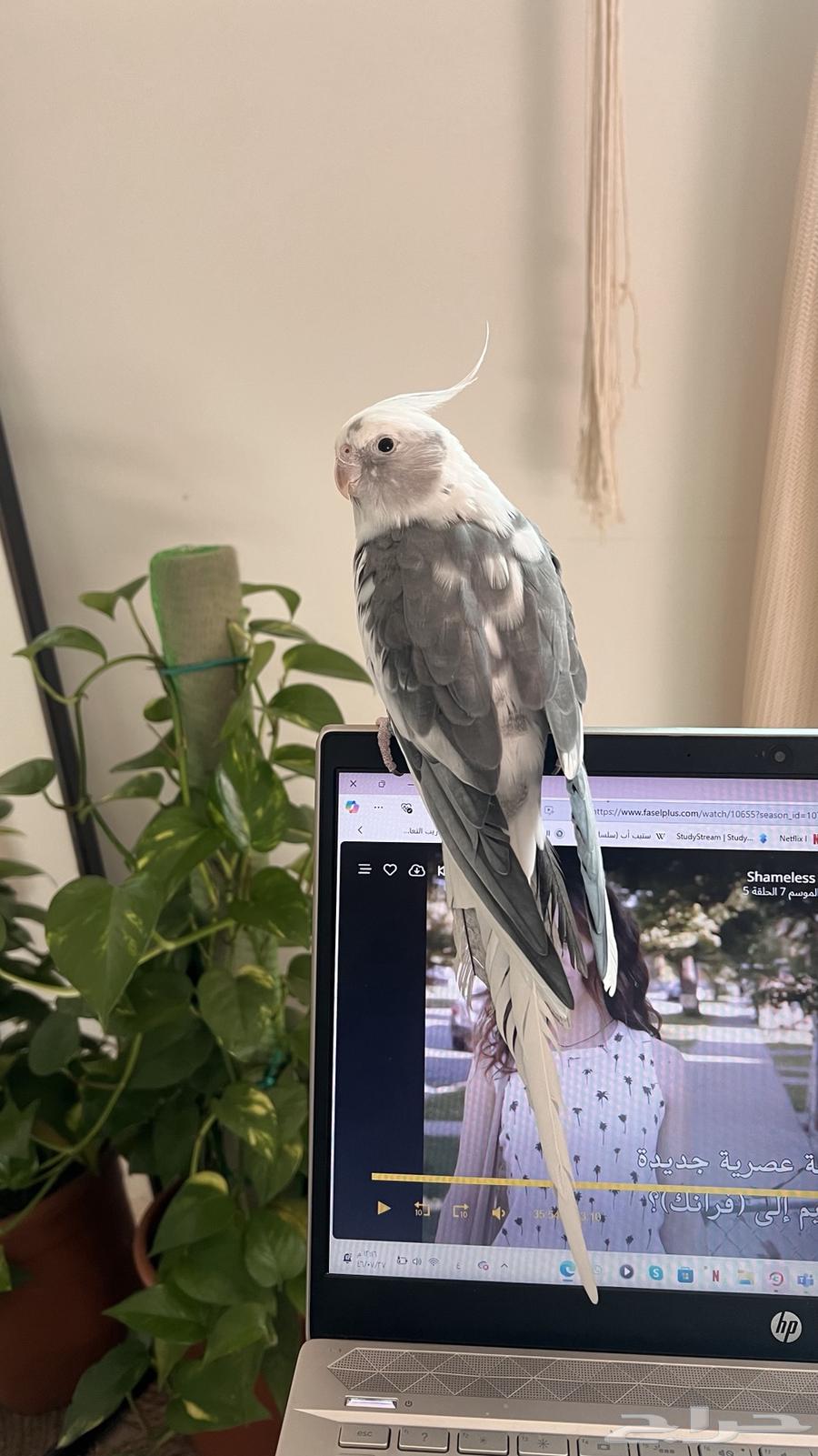 عصافير الكروان64532212706819114