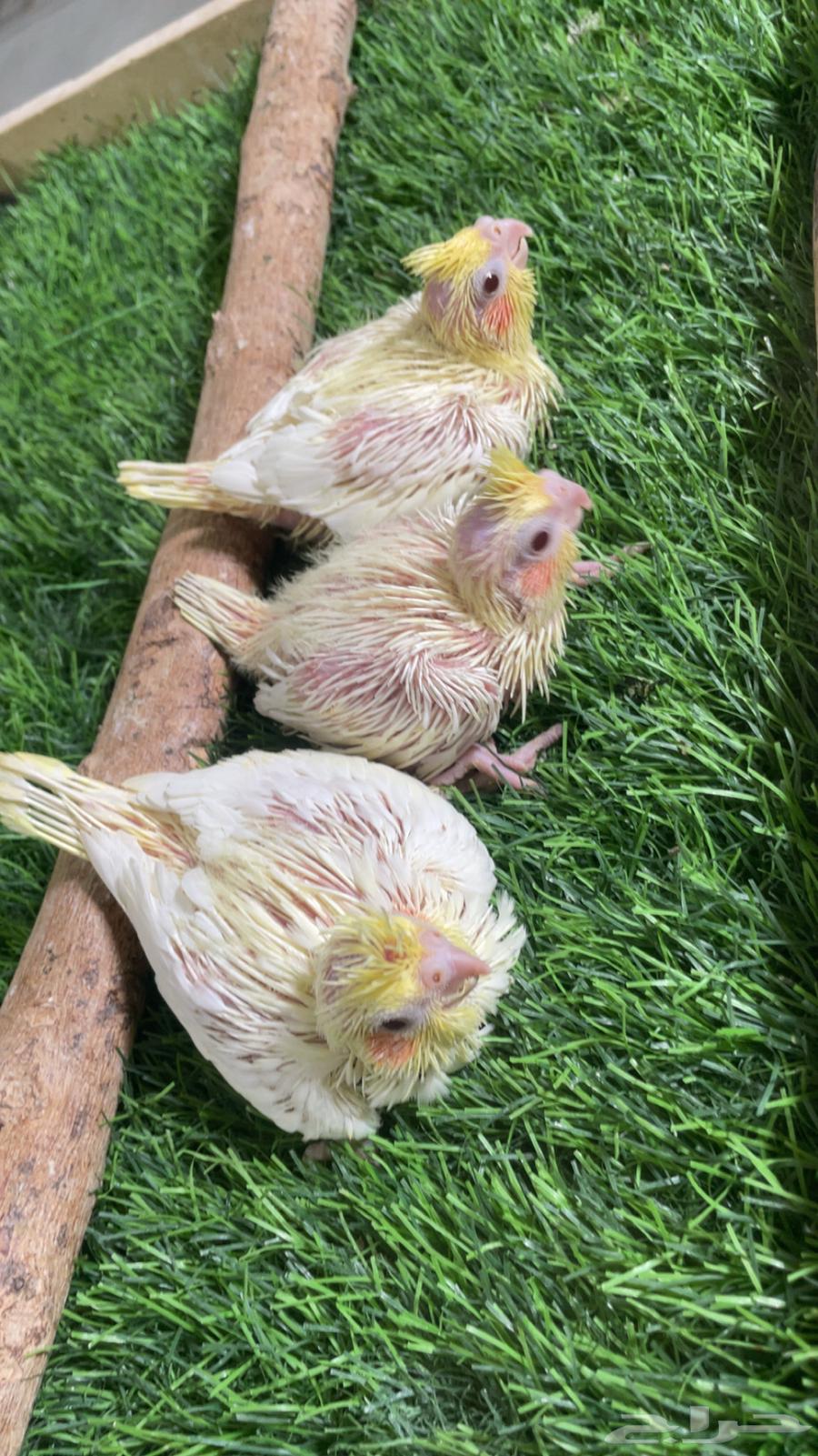 فروخ كروان لاتينو ( تم البيع )64532579314306110