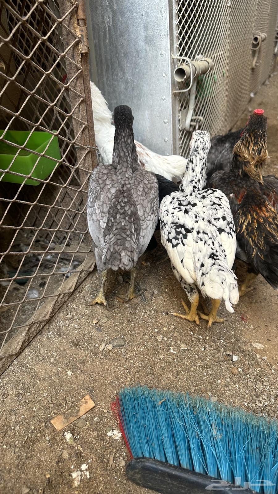 Dwarf Kochamo Couples64531915989762113