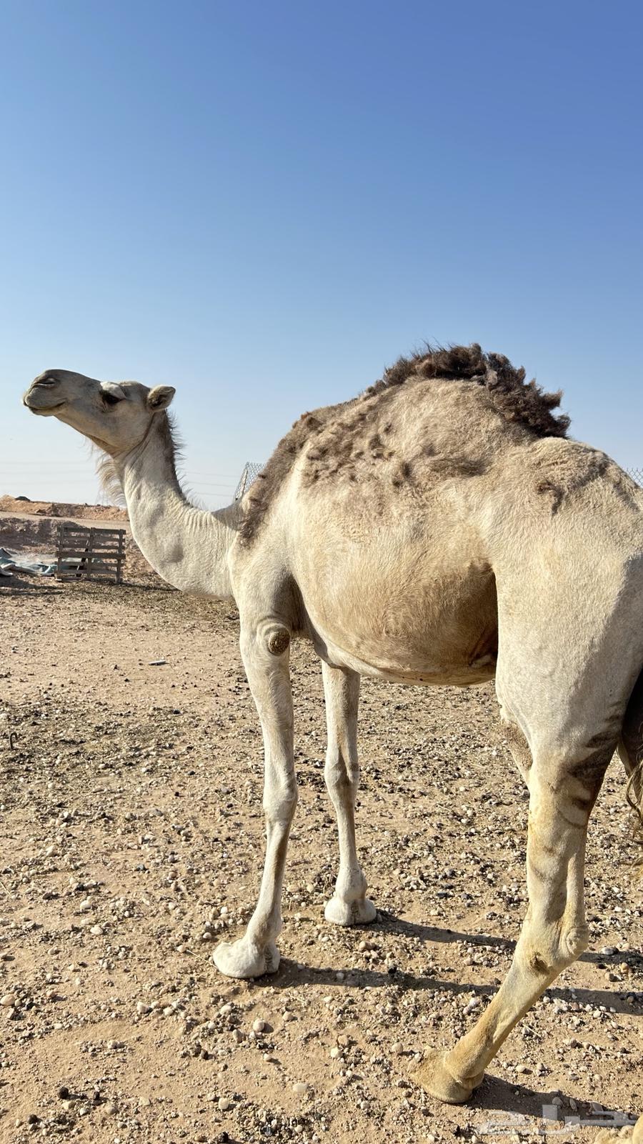 للبيع ناقه ضروبه64529490611971113