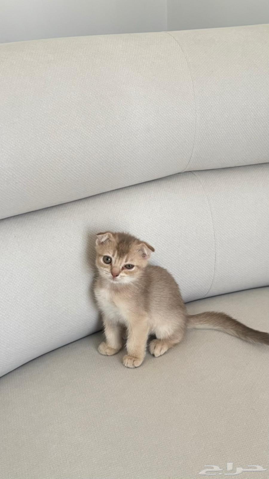 كتنز للبيع قطط صغيره سكوتش السعر عرض الويكند64533133506306112