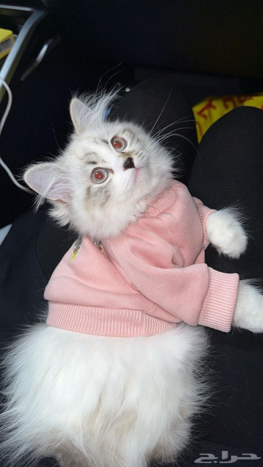 قطع انثى للبيع64528593746689112