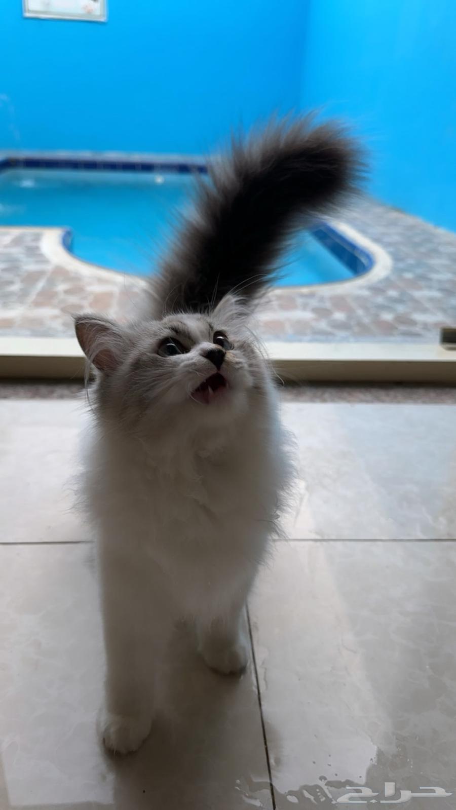 قطع انثى للبيع64528593746689111