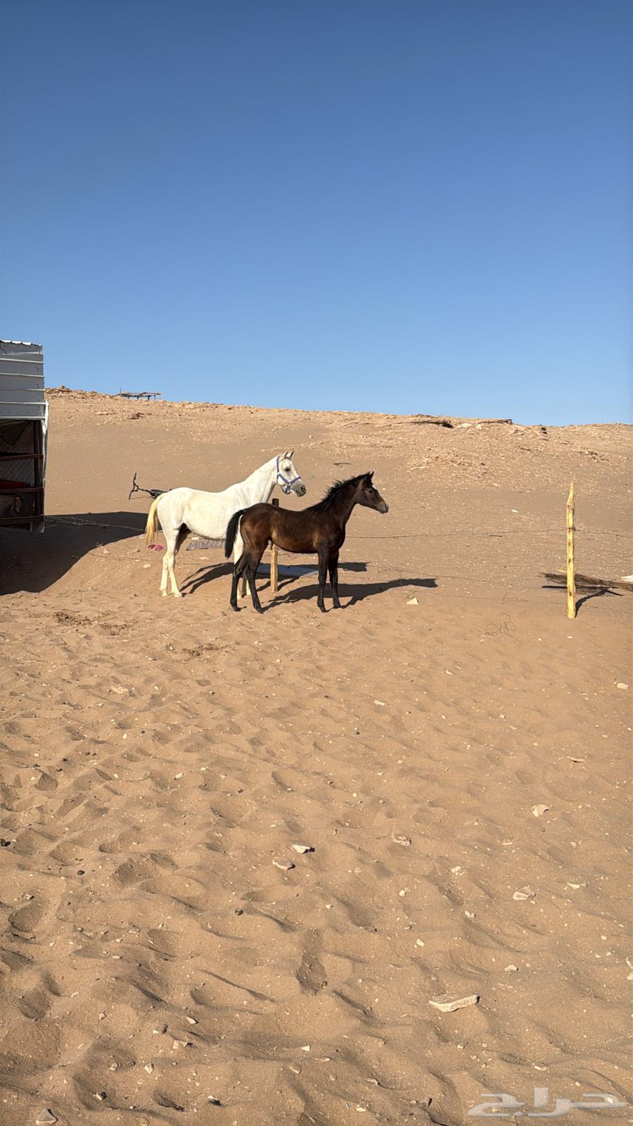 للبيع مهره شعبيه عمرها 8 شهور64527955903105110